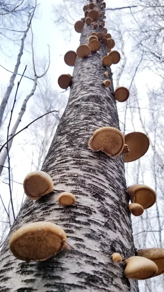 Medicinale Paddenstoelen (mrt '27)
