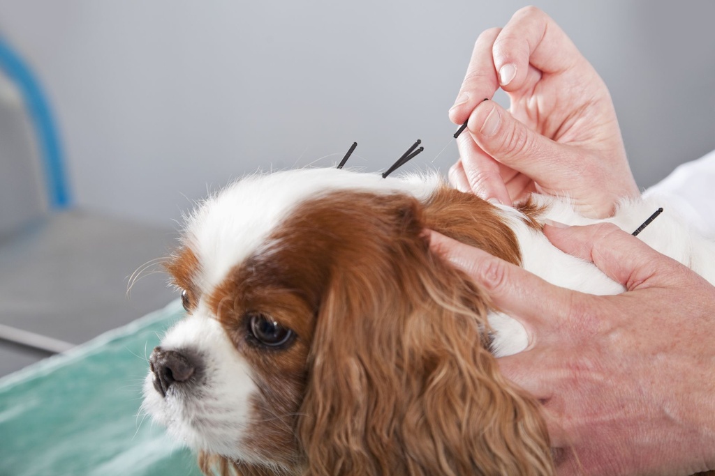 Dierenacupunctuur 2e jaar
